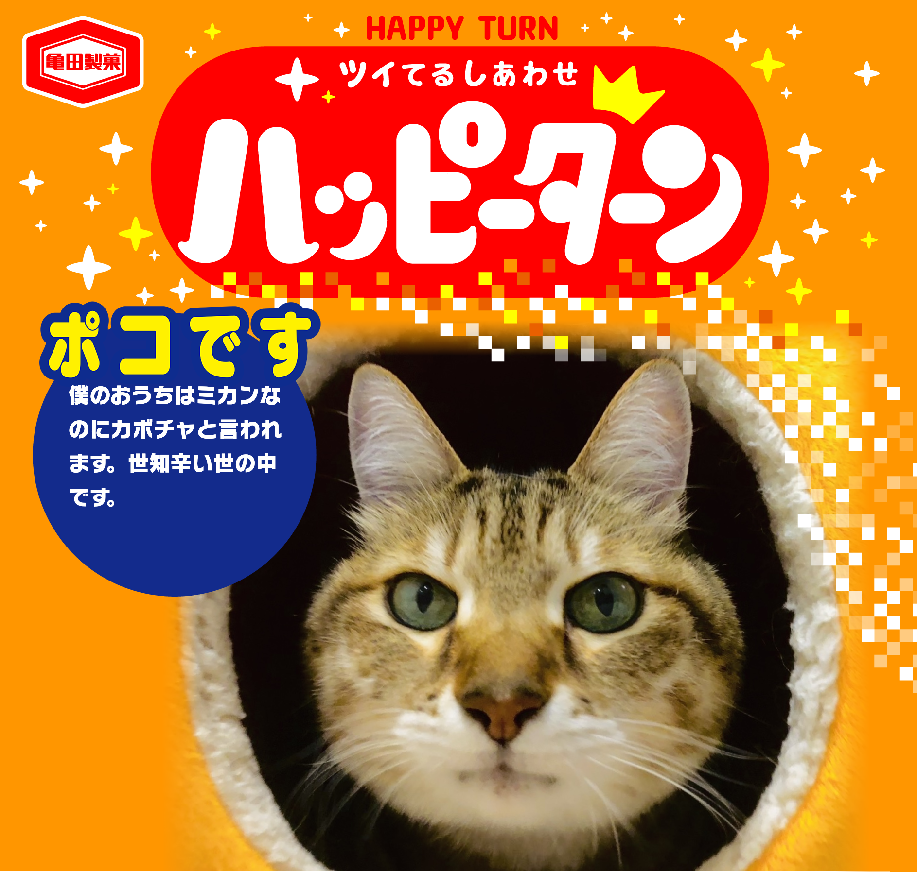 ポコです